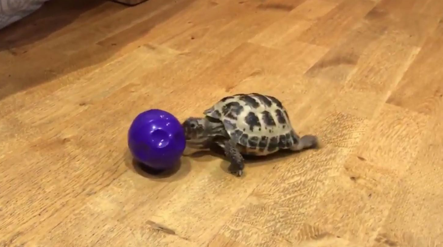 Come giocare con una tartaruga di terra?