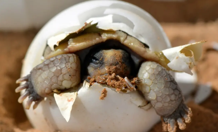 Come conservare le uova di tartaruga di terra